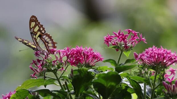 View of a butterfly on pink flowers in France.