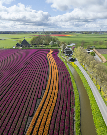 Aerial view of vibrant purple and orange tulip fields blooming alongside a narrow canal and traditional farmhouses under a cloudy sky in Bobeldijk North Holland Netherlands. Aerial view of vibrant purple and orange tulip fields blooming alongside a narrow canal and traditional farmhouses under a cloudy sky in Bobeldijk North Holland Netherlands.