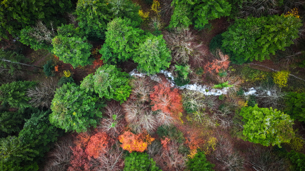 Aerial view of a vibrant tapestry of autumn foliage where emerald greens meet fiery reds and oranges along Route du Creux du Cerf Gex Auvergne Rhône Alpes France. Aerial view of a vibrant tapestry of autumn foliage where emerald greens meet fiery reds and oranges along Route du Creux du Cerf Gex Auvergne Rhône Alpes France.