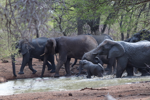 View of a herd of African elephants including a small calf drinking and wading in a waterhole at Tumbeta Private Game Reserve in Thabazimbi Limpopo South Africa.