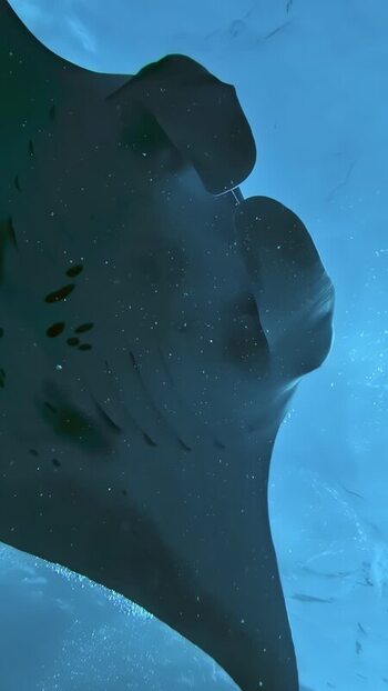 View of a manta ray swimming in the ocean Indonesia. View of a manta ray swimming in the ocean Indonesia.