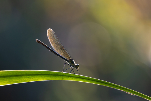 View of a damselfly perched on a green blade of grass with backlit wings and a soft bokeh background in Wittenheim Grand Est France. View of a damselfly perched on a green blade of grass with backlit wings and a soft bokeh background in Wittenheim Grand Est France.