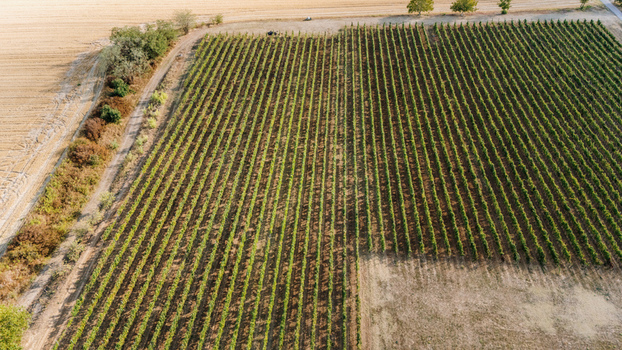 Aerial view of the Deuric vineyard with neatly planted rows of grapevines a dirt path and surrounding agricultural fields in Mala Remeta Vojvodina Serbia. Aerial view of the Deuric vineyard with neatly planted rows of grapevines a dirt path and surrounding agricultural fields in Mala Remeta Vojvodina Serbia.