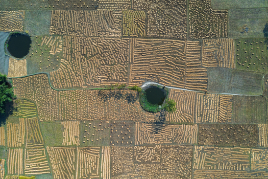 Aerial view of harvested rice fields with straw bundles arranged in patterns small ponds and trees in Panchagarh Rangpur Division Bangladesh. Aerial view of harvested rice fields with straw bundles arranged in patterns small ponds and trees in Panchagarh Rangpur Division Bangladesh.
