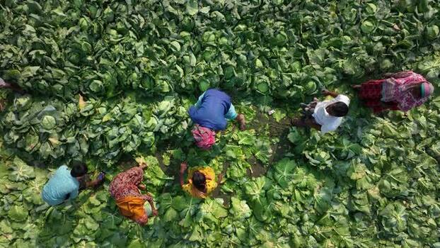 View of farmers harvesting cabbages in Bogura Bangladesh. View of farmers harvesting cabbages in Bogura Bangladesh.