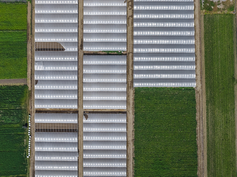 Aerial view of greenhouses and agricultural fields with white plastic covers and green crops in Paestum Campania Italy.