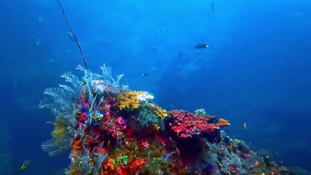 View of vibrant coral reef in the ocean near Bali Indonesia.