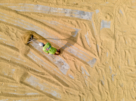 21 May 2026 Aerial view of a worker raking and spreading golden rice grains on a concrete surface to dry under the sun creating textured patterns.