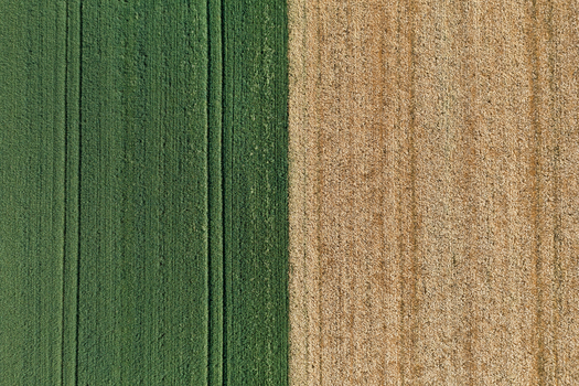 Aerial view of contrasting green and golden fields presenting a stark division of agricultural land Chyhyryns kyi district Cherkasy Oblast Ukraine.