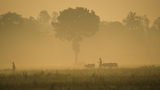 View of a farmer with oxen in a misty field in Bogura Bangladesh.