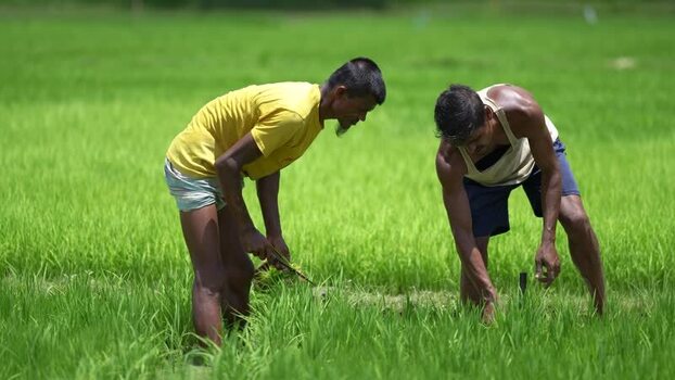 View of farmers working in a lush green rice field Bangladesh.
