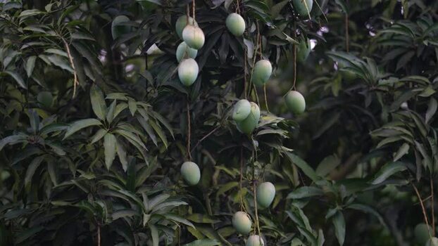 View of green mangoes hanging from a tree in Bangladesh. View of green mangoes hanging from a tree in Bangladesh.