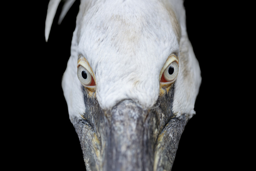 View of an extreme close up of a pelican s head and eyes against a solid black background in Mulhouse Grand Est France.