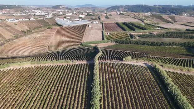 Aerial view of rows of grapevines in a vineyard Portugal. Aerial view of rows of grapevines in a vineyard Portugal.