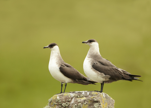 View of two Arctic Skua birds perched on a mossy rock against a soft green background in Shetland United Kingdom. View of two Arctic Skua birds perched on a mossy rock against a soft green background in Shetland United Kingdom.