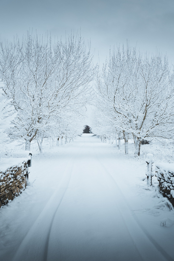 View of a snow covered path lined with bare trees leading towards the historic Toolse fortress in winter with stone walls on the sides in Toolse Laane Viru County Estonia. View of a snow covered path lined with bare trees leading towards the historic Toolse fortress in winter with stone walls on the sides in Toolse Laane Viru County Estonia.