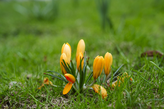 View of vibrant saffron crocus blossoms bursting with warm yellow hues emerge from the cool verdant grass painting a vivid scene of spring Moscow Moscow Russia. View of vibrant saffron crocus blossoms bursting with warm yellow hues emerge from the cool verdant grass painting a vivid scene of spring Moscow Moscow Russia.