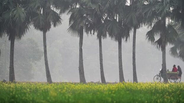 View of palm trees and a mustard field in the fog Bangladesh. View of palm trees and a mustard field in the fog Bangladesh.