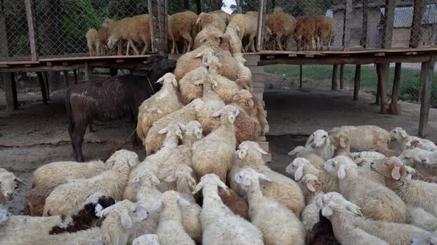 View of a flock of sheep entering a wooden pen Nepal.