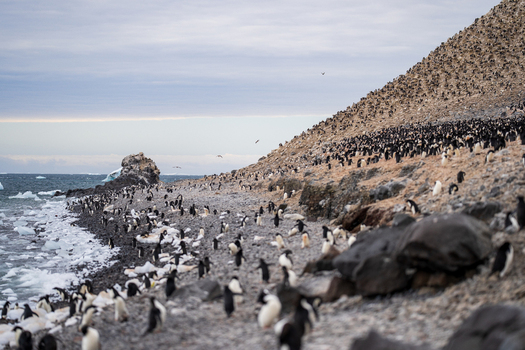 View of a large colony of Adelie penguins on the rocky beach of Paulet Island with ice fragments along the shoreline and a steep hillside in Antarctica. View of a large colony of Adelie penguins on the rocky beach of Paulet Island with ice fragments along the shoreline and a steep hillside in Antarctica.