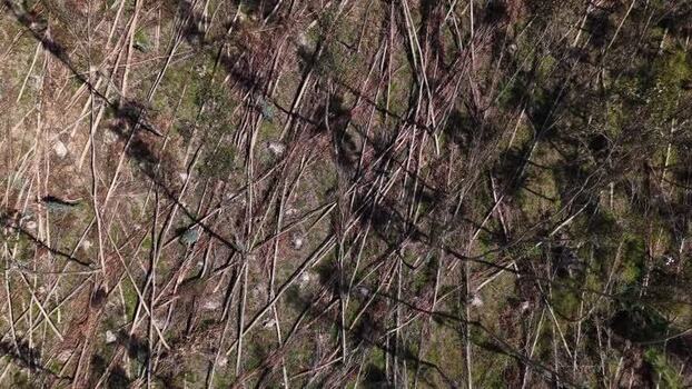 Aerial view of fallen trees and logs on a forest floor Portugal. Aerial view of fallen trees and logs on a forest floor Portugal.
