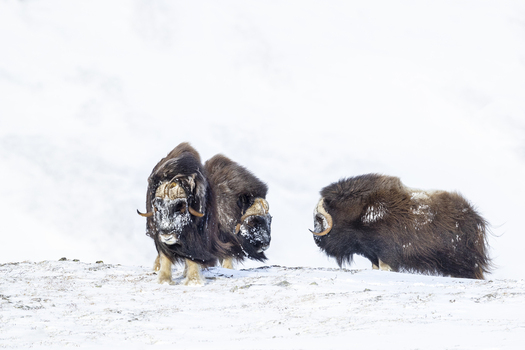 View of three muskoxen standing on a snowy hillside in the winter landscape in Dovrefjell National Park Norway. View of three muskoxen standing on a snowy hillside in the winter landscape in Dovrefjell National Park Norway.