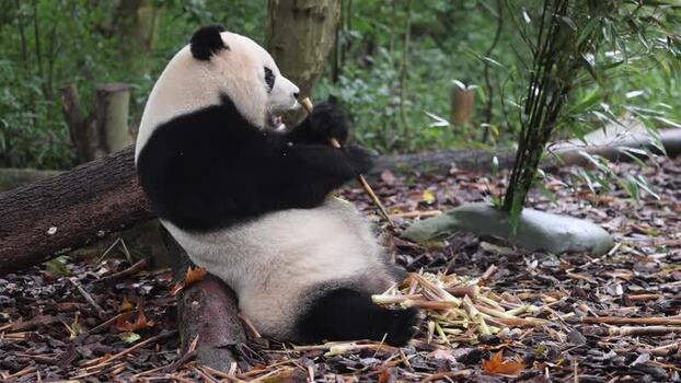 View of a giant panda eating bamboo in Chengdu China. View of a giant panda eating bamboo in Chengdu China.