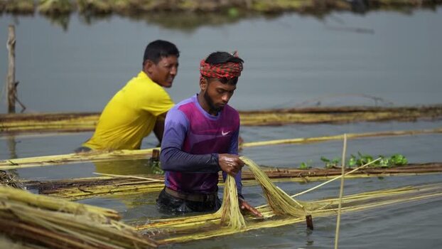 View of men processing jute fibers in water Bangladesh.