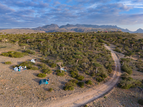 Aerial view of Dragon s Blood Trees in Firmihin forest with tents pitched amidst the unique flora contrasting the arid landscape against the distant mountains Firmihin Socotra Yemen.
