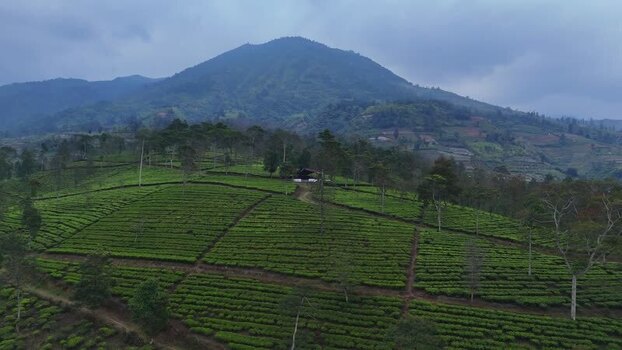 Aerial view of Kebun Teh Panama in Indonesia. Aerial view of Kebun Teh Panama in Indonesia.