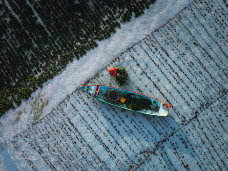 Aerial view of a vibrant boat rests amidst the stark contrast of seaweed farms and turquoise waters Lembongan Bali Indonesia. Aerial view of a vibrant boat rests amidst the stark contrast of seaweed farms and turquoise waters Lembongan Bali Indonesia.