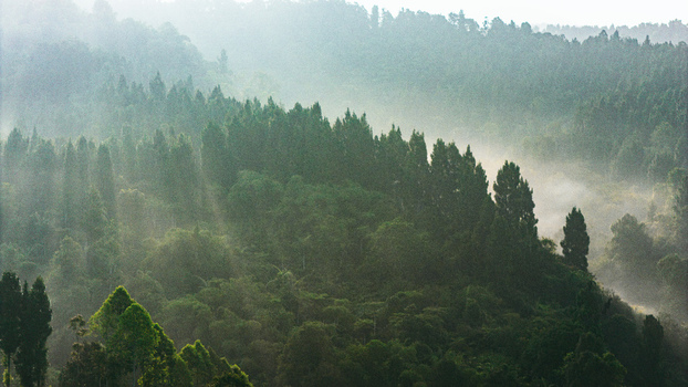 Aerial view of dense tropical forest with mist and sunlight rays filtering through the lush green canopy in Sukabumi West Java Indonesia. Aerial view of dense tropical forest with mist and sunlight rays filtering through the lush green canopy in Sukabumi West Java Indonesia.