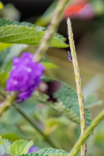 View of a small iridescent blue insect perched on a slender plant stem with a blurred purple flower in the background in Antioquia Colombia.