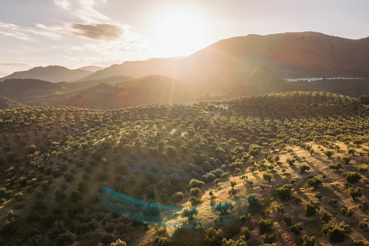 Aerial view of Hacienda El Tarajal Boutique BB nestled in the rolling hills of olive groves in El Tarajal Andalucia Spain. Aerial view of Hacienda El Tarajal Boutique BB nestled in the rolling hills of olive groves in El Tarajal Andalucia Spain.