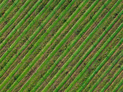 Aerial view of a hop farm with lush green rows of hop plants arranged in parallel lines across the field in Woodburn Oregon United States.