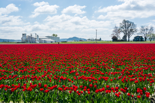 View of a vibrant field of red tulips in bloom with farm buildings and trees under a blue sky in La Conner Washington United States.