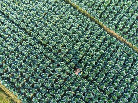Joypurhat Bangladesh 09 December 2022 Aerial view of a farmer working in a lush green cabbage field with neat rows of crops and dirt paths.