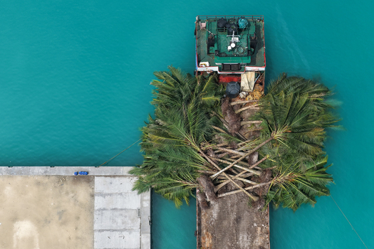 Aerial view of a barge carrying uprooted palm trees docked at a concrete pier in turquoise waters Hanimaadhoo Haa Dhaalu Atoll Maldives. Aerial view of a barge carrying uprooted palm trees docked at a concrete pier in turquoise waters Hanimaadhoo Haa Dhaalu Atoll Maldives.