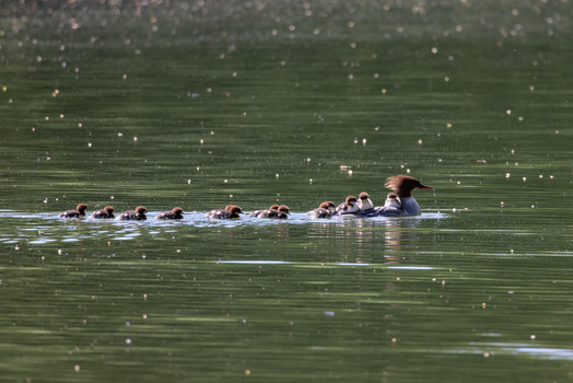 View of a female common merganser swimming with a line of ducklings on the calm green water of a lake in Mulhouse Grand Est France.