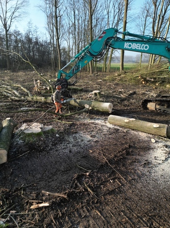 Nederland 06 July 2026 Aerial view of a logger using a chainsaw to process fallen tree trunks near a Kobelco excavator in a forest clearing. Nederland 06 July 2026 Aerial view of a logger using a chainsaw to process fallen tree trunks near a Kobelco excavator in a forest clearing.