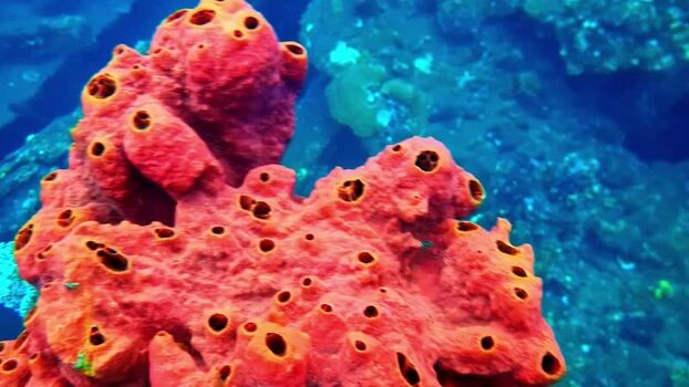 View of a bright red sponge on a coral reef Indonesia.