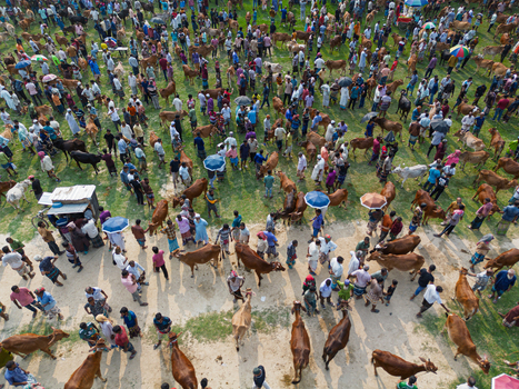 Akkelpur Upazila Bangladesh 20 May 2026 Aerial view of a crowded cattle market with many cows and people gathered on a green field under the sun. Akkelpur Upazila Bangladesh 20 May 2026 Aerial view of a crowded cattle market with many cows and people gathered on a green field under the sun.