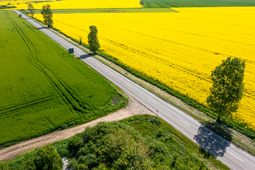 Aerial view of a straight asphalt road passing through vibrant yellow rapeseed fields and lush green agricultural land under bright sunlight in Ploiesti Prahova Romania. Aerial view of a straight asphalt road passing through vibrant yellow rapeseed fields and lush green agricultural land under bright sunlight in Ploiesti Prahova Romania.