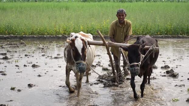 View of a farmer plowing a muddy field with oxen Bangladesh. View of a farmer plowing a muddy field with oxen Bangladesh.