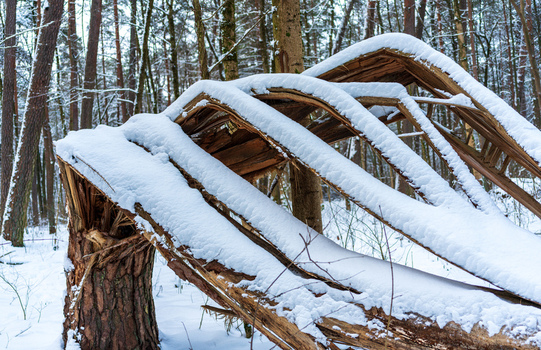 View of a broken pine tree covered in fresh snow in a winter forest in Vilnius Vilnius County Lithuania. View of a broken pine tree covered in fresh snow in a winter forest in Vilnius Vilnius County Lithuania.