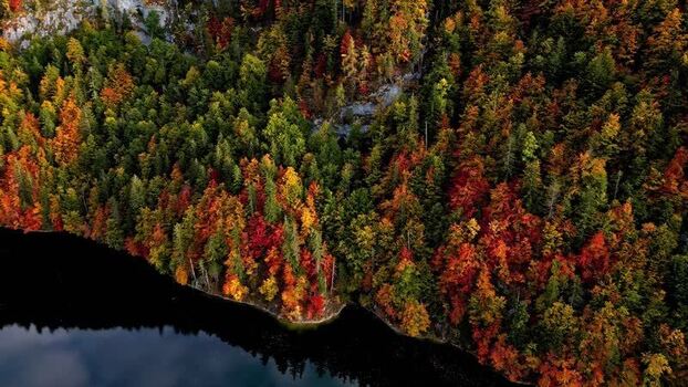 Aerial view of Attersee with autumn forest in Austria.