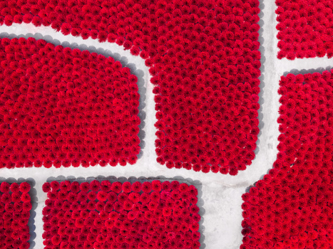 Aerial view of vibrant red flowers arranged in distinct patches separated by white pathways in Vietnam. Aerial view of vibrant red flowers arranged in distinct patches separated by white pathways in Vietnam.