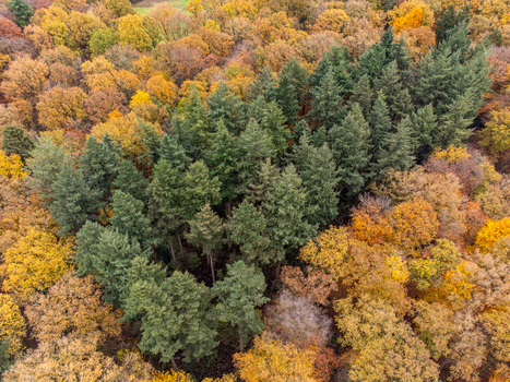 Aerial view of autumn s fiery hues meet the evergreen embrace of dense woodland a vibrant tapestry of nature s artistry Tilligte Overijssel Netherlands. Aerial view of autumn s fiery hues meet the evergreen embrace of dense woodland a vibrant tapestry of nature s artistry Tilligte Overijssel Netherlands.