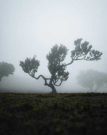 View of ancient laurel trees in Fanal Forest surrounded by thick ethereal fog and mossy ground in Seixal Madeira Portugal.