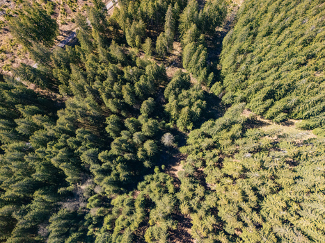 Aerial view of dense evergreen forest with tall spruce trees and sunlit clearings in the mountain valley Demanovska Dolina Zilina Region Slovakia.